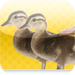 Keeping Ducks - Secret to Successfully Raising and Keeping Ducks